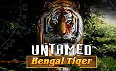 Untamed Bengal Tiger